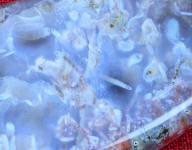 12 power magnifcation of Bay of Fundy Agate showing ancient fossilized creatures throughought translucent lavender agate 12 power magnifcation of Bay of Fundy Agate showing ancient fossilized creatures throughought translucent lavender agate