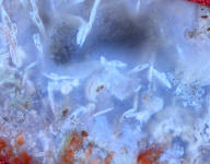 12 power magnifcation of Bay of Fundy Agate showing intense and mysterious fossil inclusions in agate 12 power magnifcation of Bay of Fundy Agate showing intense and mysterious fossil inclusions in agate