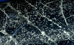 Golden Midnight agate has cubic crystals of pyrite in a field of black with bands of white agate Golden Midnight agate has cubic crystals of pyrite in a field of black with bands of white agate